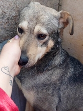 MATO, Hund, Mischlingshund in Rumänien - Bild 7