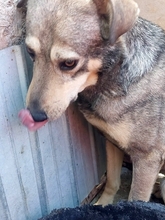 MATO, Hund, Mischlingshund in Rumänien - Bild 8