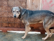 MATO, Hund, Mischlingshund in Rumänien - Bild 9