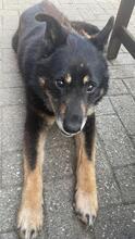 NELA, Hund, Mischlingshund in Rumänien - Bild 3