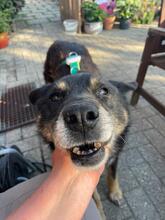 NELA, Hund, Mischlingshund in Rumänien - Bild 4