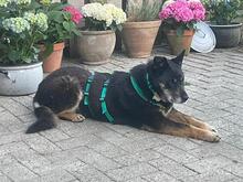 NELA, Hund, Mischlingshund in Ankum - Bild 2