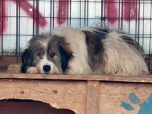 ROCKY, Hund, Mischlingshund in Rumänien - Bild 1