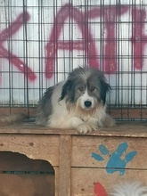 ROCKY, Hund, Mischlingshund in Rumänien - Bild 2