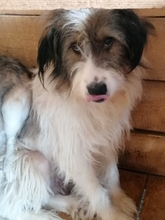 ROCKY, Hund, Mischlingshund in Rumänien - Bild 4