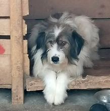 ROCKY, Hund, Mischlingshund in Rumänien - Bild 5