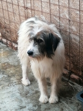 ROCKY, Hund, Mischlingshund in Rumänien - Bild 7