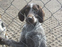 SITA, Hund, Deutsch Drahthaar in Bulgarien - Bild 1