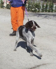 SITA, Hund, Deutsch Drahthaar in Bulgarien - Bild 3