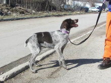 SITA, Hund, Deutsch Drahthaar in Bulgarien - Bild 4