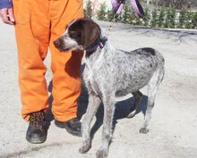 SITA, Hund, Deutsch Drahthaar in Bulgarien - Bild 5
