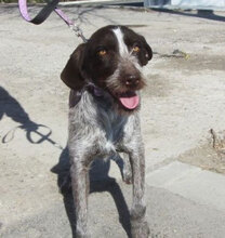 SITA, Hund, Deutsch Drahthaar in Bulgarien - Bild 7