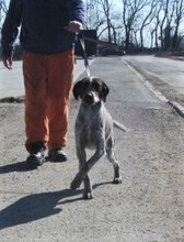 SITA, Hund, Deutsch Drahthaar in Bulgarien - Bild 8