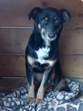 SAMMY, Hund, Mischlingshund in Rumänien - Bild 1