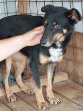 SAMMY, Hund, Mischlingshund in Rumänien - Bild 3