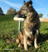 MAAM, Hund, Mischlingshund in Hanau-Kesselstadt - Bild 2