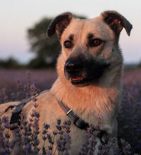 MARS, Hund, Mischlingshund in Bulgarien - Bild 1