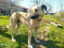 MARS, Hund, Mischlingshund in Bulgarien - Bild 12