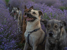 MARS, Hund, Mischlingshund in Bulgarien - Bild 4