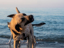 MARS, Hund, Mischlingshund in Bulgarien - Bild 6