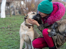 MARS, Hund, Mischlingshund in Bulgarien - Bild 7