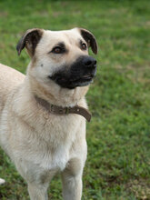 MARS, Hund, Mischlingshund in Bulgarien - Bild 8