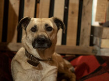 MARS, Hund, Mischlingshund in Bulgarien - Bild 9