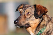 FINA, Hund, Mischlingshund in Detern - Bild 3