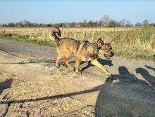 FINA, Hund, Mischlingshund in Detern - Bild 5