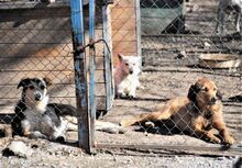 BRUNY, Hund, Mischlingshund in Bulgarien - Bild 10