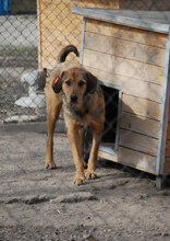 BRUNY, Hund, Mischlingshund in Bulgarien - Bild 11