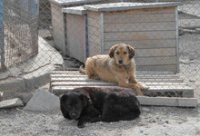 BRUNY, Hund, Mischlingshund in Bulgarien - Bild 12