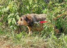 BRUNY, Hund, Mischlingshund in Bulgarien - Bild 16