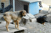 BRUNY, Hund, Mischlingshund in Bulgarien - Bild 17