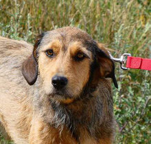 BRUNY, Hund, Mischlingshund in Bulgarien - Bild 18