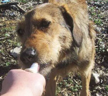 BRUNY, Hund, Mischlingshund in Bulgarien - Bild 3