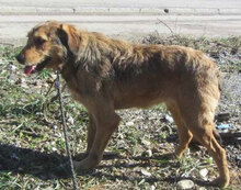 BRUNY, Hund, Mischlingshund in Bulgarien - Bild 4