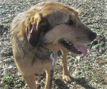BRUNY, Hund, Mischlingshund in Bulgarien - Bild 5