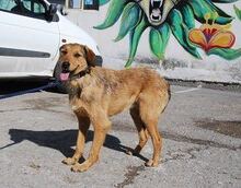 BRUNY, Hund, Mischlingshund in Bulgarien - Bild 7
