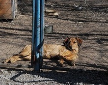 BRUNY, Hund, Mischlingshund in Bulgarien - Bild 9