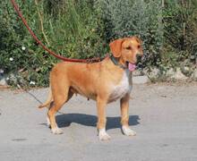 HILDE, Hund, Mischlingshund in Bulgarien - Bild 1