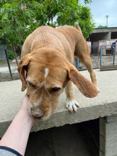 HILDE, Hund, Mischlingshund in Bulgarien - Bild 10