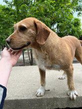 HILDE, Hund, Mischlingshund in Bulgarien - Bild 11