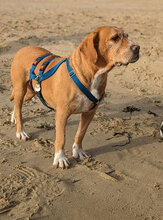 HILDE, Hund, Mischlingshund in Bulgarien - Bild 14