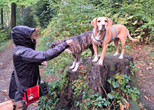 HILDE, Hund, Mischlingshund in Bulgarien - Bild 16
