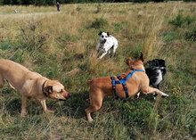 HILDE, Hund, Mischlingshund in Bulgarien - Bild 25