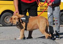 HILDE, Hund, Mischlingshund in Bulgarien - Bild 3