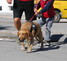 HILDE, Hund, Mischlingshund in Bulgarien - Bild 4
