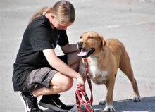 HILDE, Hund, Mischlingshund in Bulgarien - Bild 5