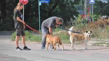 HILDE, Hund, Mischlingshund in Bulgarien - Bild 6